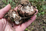 Саратовцы собирают сморчки-гиганты тазиками